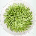 Tianfu dragon bud tea bamboo leaf green tea